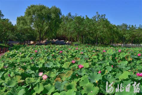 美在当“夏”！石家庄市植物园12万株荷花初绽 国际在线