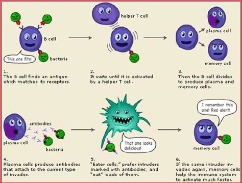 Production of memory cells Diagram | Quizlet