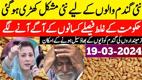 Wheat Price New Wheat Support Price In Pakistan New Wheat Update