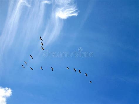 Flying goose birds stock photo. Image of flying, beautiful - 43310890