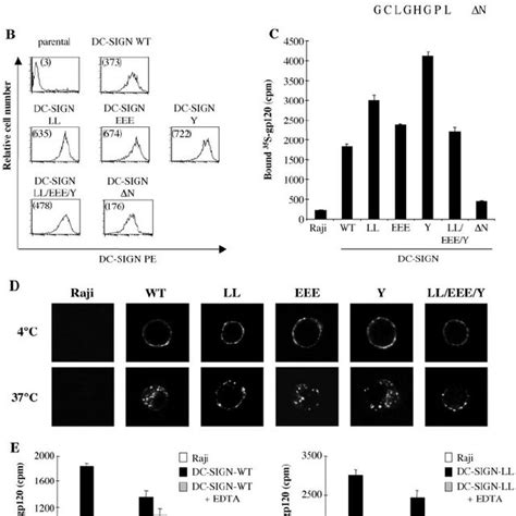 Characterization Of Wt And Mutant Dc Sign Proteins A Schematic