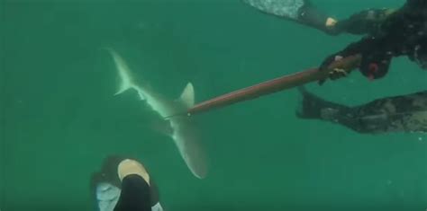 Diver Has Close Encounter With Shark That Ends In Laughter And Curses