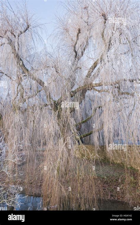 Salix Babylonica Pendula Weeping Willow Tree Covered In A Hoar Frost