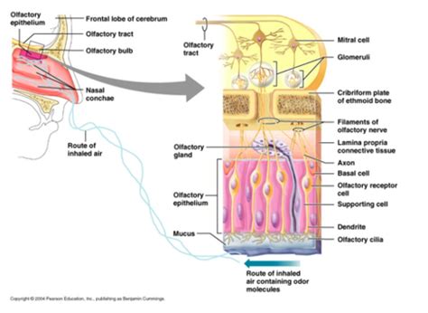 Phys Ch 10 Flashcards Quizlet