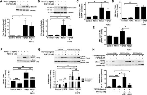 Recombinant FGF2 inhibits TGFβ1 induced stress fiber formation and