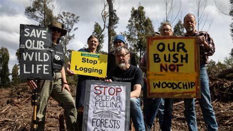 Activists Call On Albo Nsw Government To End Native Forest Logging As Vic Qld Kerb Operations