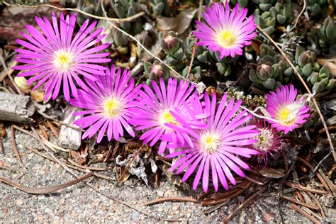 Pink Ice Plant Flowers Close Up – Photos Public Domain