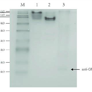 Native Page Of The Interaction Between Anti Gfp Vhhs And Elp Gfp