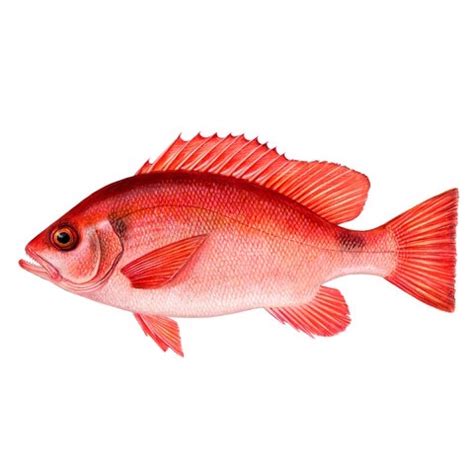 Lutjanus Erythropterus