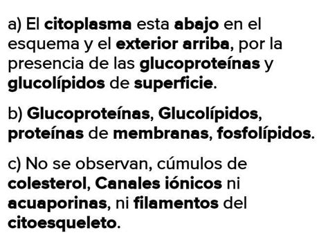 Ayuda Donde Esta El Citoplasma Y La Cara Externa Que