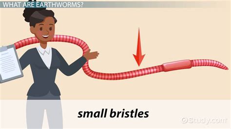 Earthworm | Anatomy, Organ Systems & Reproduction - Lesson | Study.com