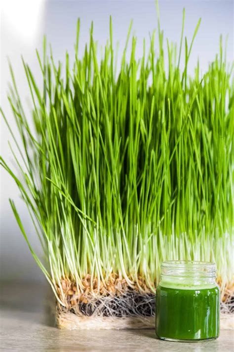 The Best Wheatgrass Seeds How To Spot Them Outdoor Happens