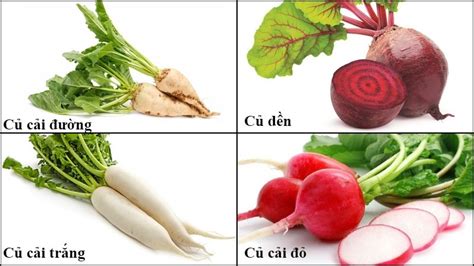 Củ cải đường (sugar beet) là gì? Cách phân biệt với củ cải trắng, củ ...