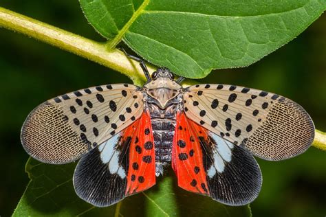 How You Can Help Curb The Spotted Lanternfly Invasion Pittsburgh Magazine