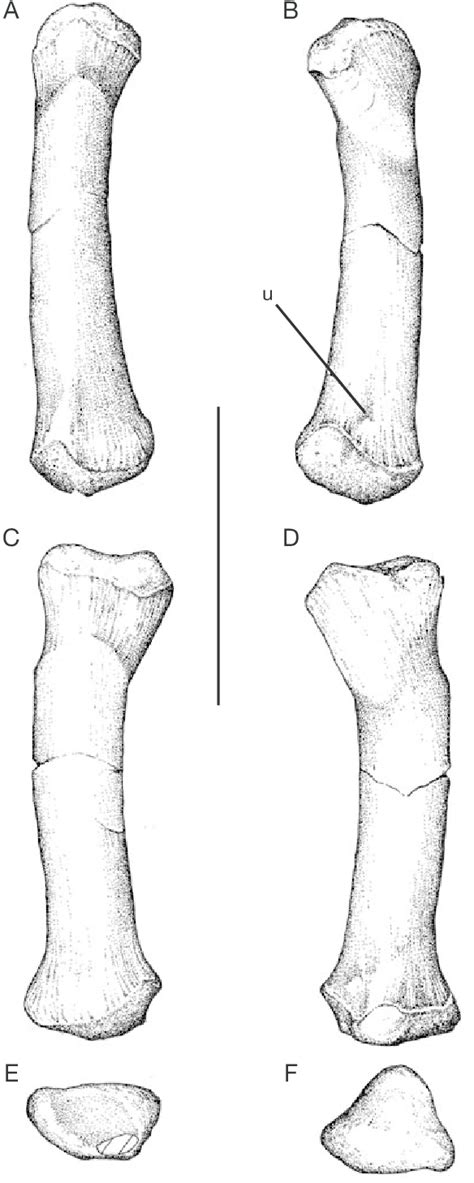 Mapusaurus Roseae N Gen N Sp Right Radius Mcf Pvph 10846 Download Scientific Diagram