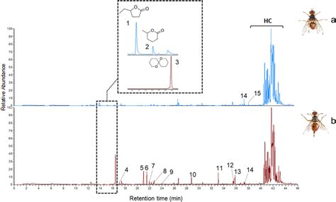 Representative Total Ion Chromatogram From SPME Headspace Volatiles Of