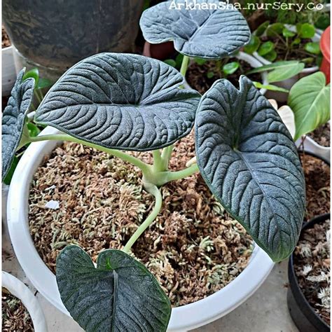 Jual Alocasia Badak Alocasia Melo Badak Alokasia Melo Badak Shopee