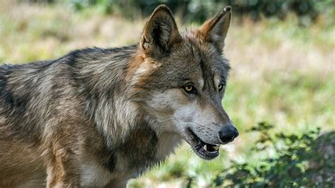 Vorgestern Nachts Im Gailtal Erster Legaler Wolf Abschuss In K Rnten