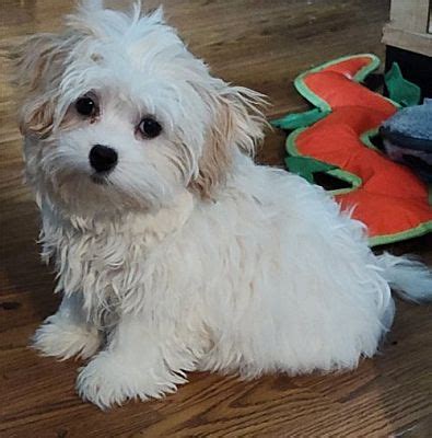 Orlando Fl Maltese Shih Tzu Meet Simon Pending A Pet For Adoption