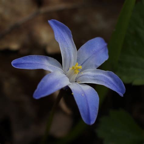 CHioNoDoXa | THaNK you i LoVe iT