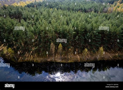 Pine Trees At Lake Edge In Spring Drone Landscape View Stock Photo Alamy