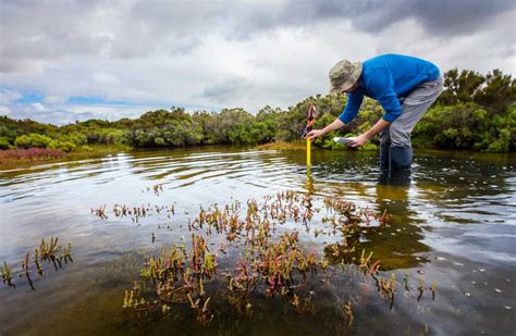 Small Isolated Wetlands Adept At Catching Pollutants Study Finds