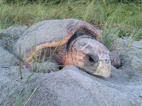 Fwc Help Nesting Sea Turtles By Keeping Beaches Dark And Free Of Obstacles At Night Sea