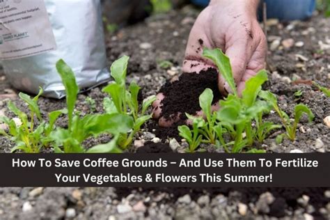 How To Save Coffee Grounds And Use Them To Fertilize Your Vegetables