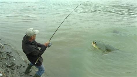 Pecanje soma na Dunavu Đerdap Dubinsko pecanje Fishing catfish