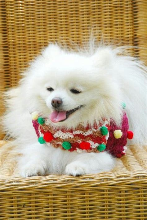 Pomeranian Dog Dress - Pets Lovers