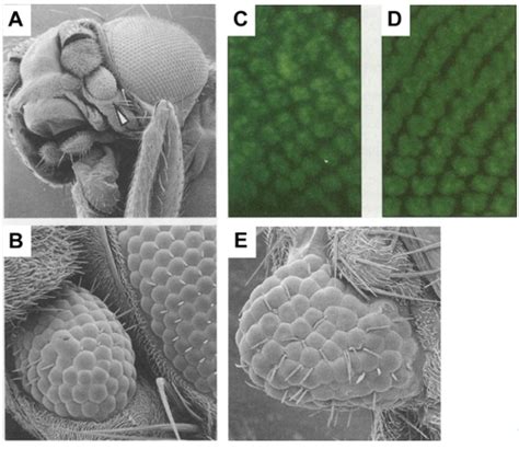 The Drosophila Gene Eyeless Ey Is Homologous To The