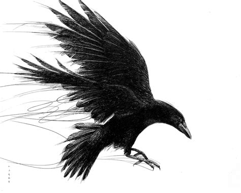 Crow Drawing Digital Download Black and White - Etsy