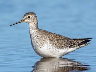 Lesser Yellowlegs Ebird