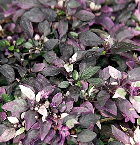 Purple Flash Ornamental Pepper Plants, Bulbs & Seeds at Lowes.com