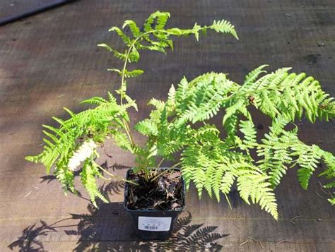 Wietlica Samicza Rotstiel Athyrium Filix Femina Sklep Internetowy