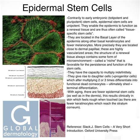 Global Dermatology Epidermal Stem Cells