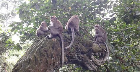 Ubud Monkey Forest Tour – Bali Day Trip