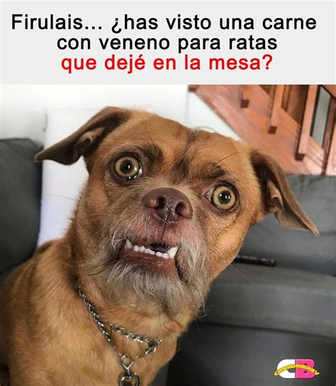 Firulais Has Visto Una Carne Con Veneno Para Ratas Que Dej En La