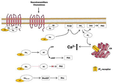 G Protein Coupled Receptors