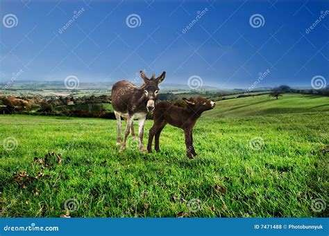 Asino Del Bambino E Della Madre Fotografia Stock Immagine Di Podere