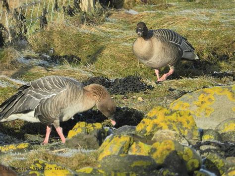 Reserve Sightings Scottish Wildlife Trust