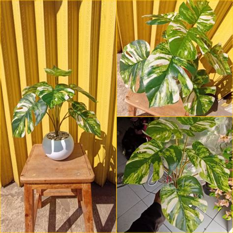 Jual Pohon Verigata Pohon Hias Monstera Bercak Putih Tanpa Pot Kota