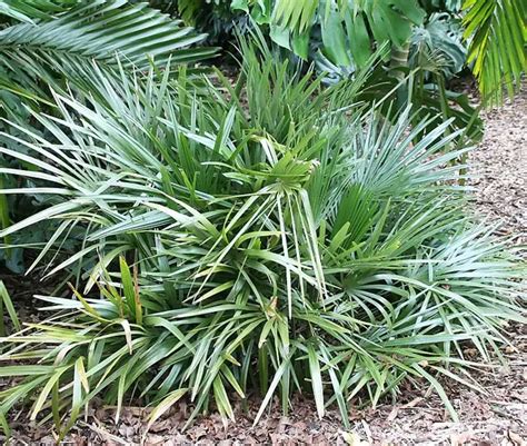 Needle Palm Tree Rhapidophyllum Hystrix X M Florida Palm Trees