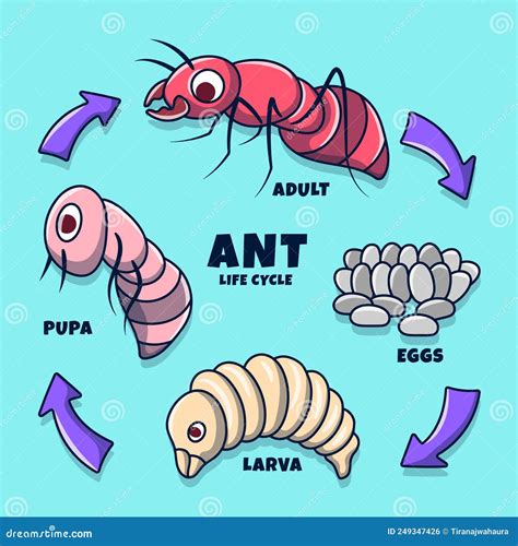 Ilustração Colorida Do Ciclo De Vida Da Formiga Ilustração Do Vetor Ilustração De Formiga