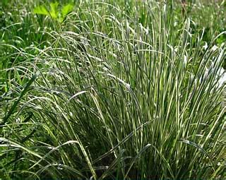 Calamagrostis Acutifolia Karl Foerster