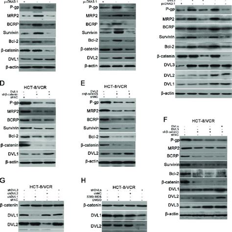 DVL Up Regulated Expressions Of ABC Transporters And Anti Apoptosis