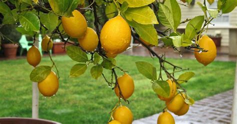 How To Grow Lemon Trees In Pots Planting Care And Harvesting