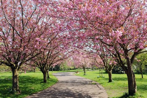 Can Cherry Blossom Trees Grow In California