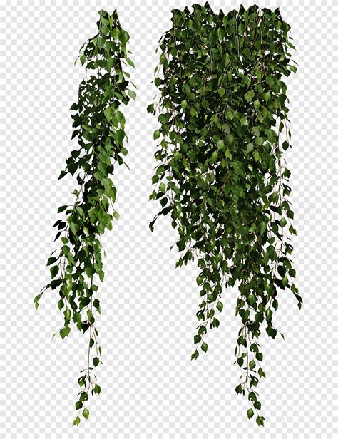 Vine Plants Green Ficus Leaves Face Leaf Png PNGEgg