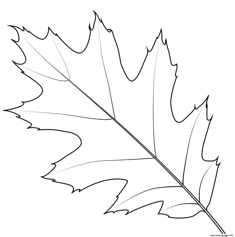 Northern Red Oak Leaf Coloring Page Printable